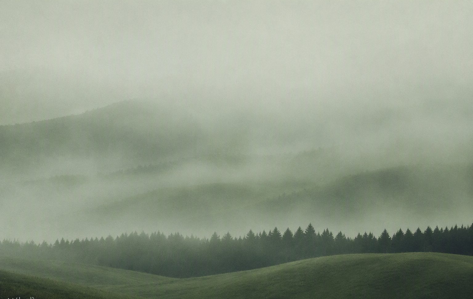 Rolling sage-green hills dissolving into thick morning fog, a dark line of conifers low in the frame